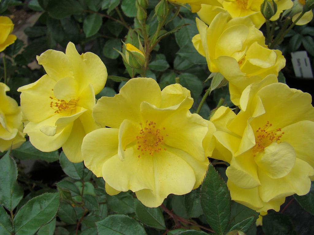 Rosa 'Yellow Fleurette'